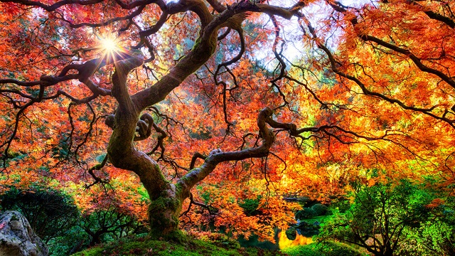 Japanese-oak-trees