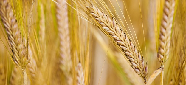 Golden Promise Barley