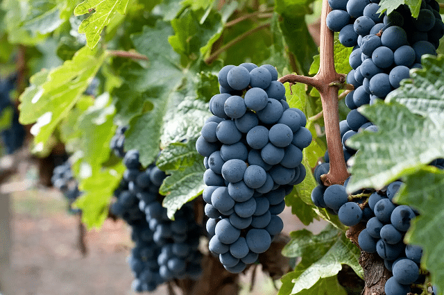 Cách Làm Rượu Vang Truyền Thống 6 Giống nho Merlot