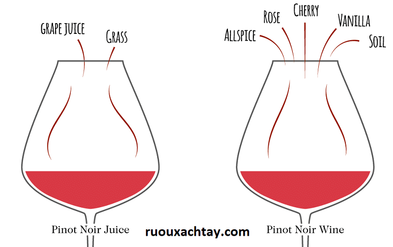 Hương Vị Rượu Vang: Những Gì Cần Biết 7 So sánh hương vị của Nước ép nho Pinot-noir với Rượu vang Pinot-noir