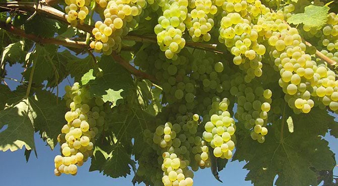 Cách Làm Rượu Vang Truyền Thống 31 giong-nho-Colombard