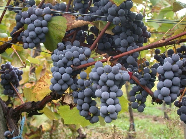 Cách Làm Rượu Vang Truyền Thống 15 giong-nho-Gamay