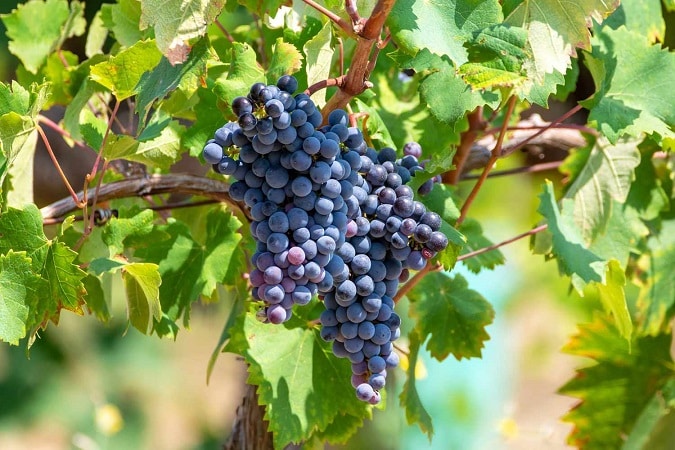 Cách Làm Rượu Vang Truyền Thống 12 giong-nho-Mourvedre