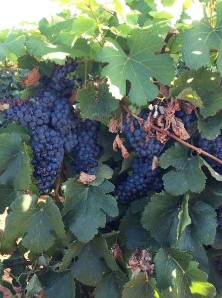 Cách Làm Rượu Vang Truyền Thống 19 giong-nho-Negrette