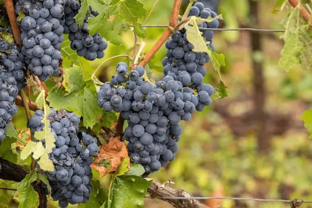 Cách Làm Rượu Vang Truyền Thống 22 giong-nho-Pinot-Meunier