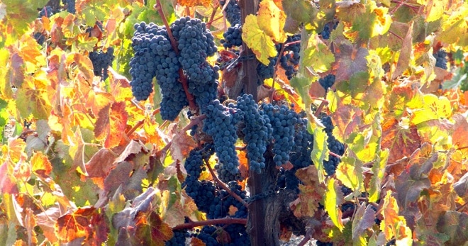 Cách Làm Rượu Vang Truyền Thống 16 giong-nho-Tannat