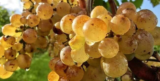 Cách Làm Rượu Vang Truyền Thống 17 giong-nho-auxerrois