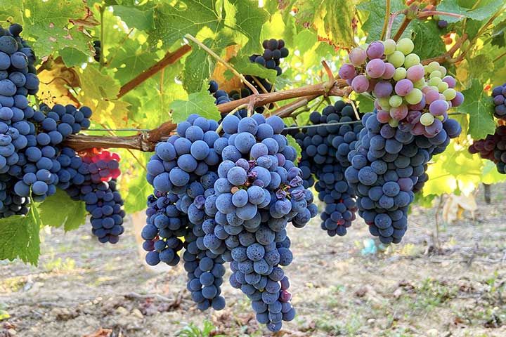 Cách Làm Rượu Vang Truyền Thống 7 giong-nho-cabernet-franc