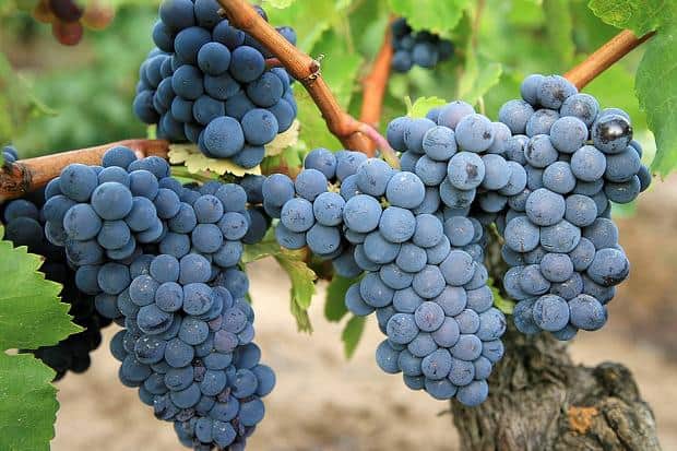 Cách Làm Rượu Vang Truyền Thống 10 giong-nho-carignan