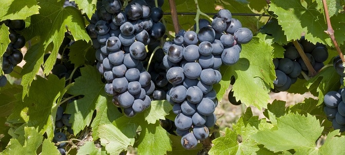 Cách Làm Rượu Vang Truyền Thống 11 giong-nho-cinsault