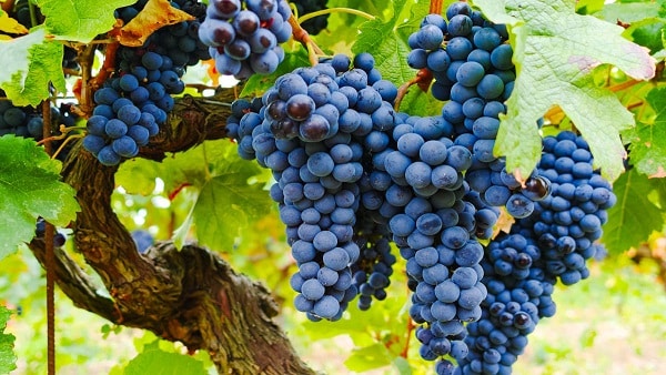 Cách Làm Rượu Vang Truyền Thống 9 giong-nho-grenache