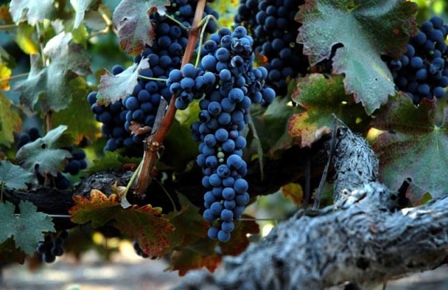 Cách Làm Rượu Vang Truyền Thống 13 giong-nho-syrah