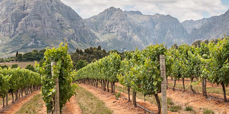 south-african-wine-vineyards