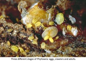 Phylloxera - Bọ Hại Nho Lật Đổ Vương Triều Của Rượu Cognac 8 Ấu trùng phylloxera