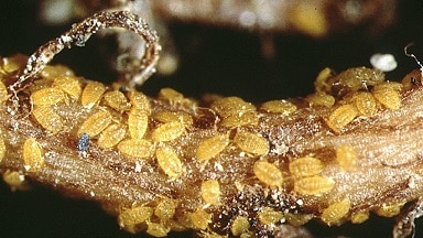 Phylloxera - Bọ Hại Nho Lật Đổ Vương Triều Của Rượu Cognac 6 Phylloxera bám rễ nho