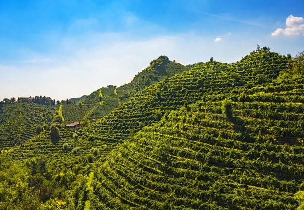Vùng Rượu Vang Ý 8 Vùng rượu vang Ý - Veneto