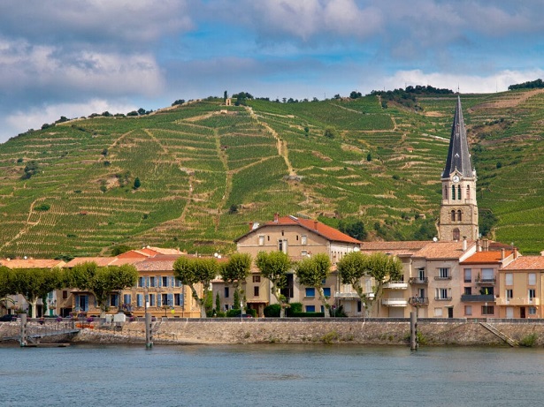 Chateau Là Gì? Kiến Thức Rượu Vang Cơ Bản 4 Vườn nho ở cote-du-rhone của Pháp