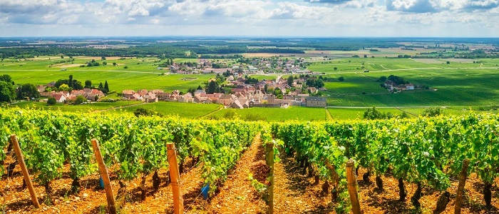 vùng rượu vang Pháp