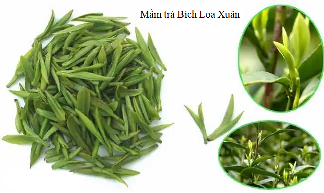 Những Điều Cần Biết Về Trà Bích Loa Xuân 6 Búp trà được chọn lựa kỹ để làm trà Bích Loa Xuân
