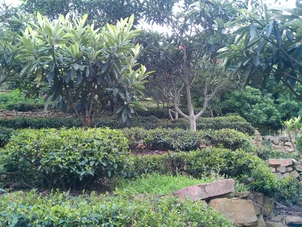 Những Điều Cần Biết Về Trà Bích Loa Xuân 3 Cây trà Bích Loa Xuân, cây đào và các loại cây ăn quả trồng xen kẽ