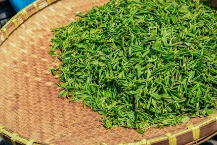 Những Điều Cần Biết Về Trà Bích Loa Xuân 5 Nguyên liệu tươi để làm trà Bích Loa Xuân