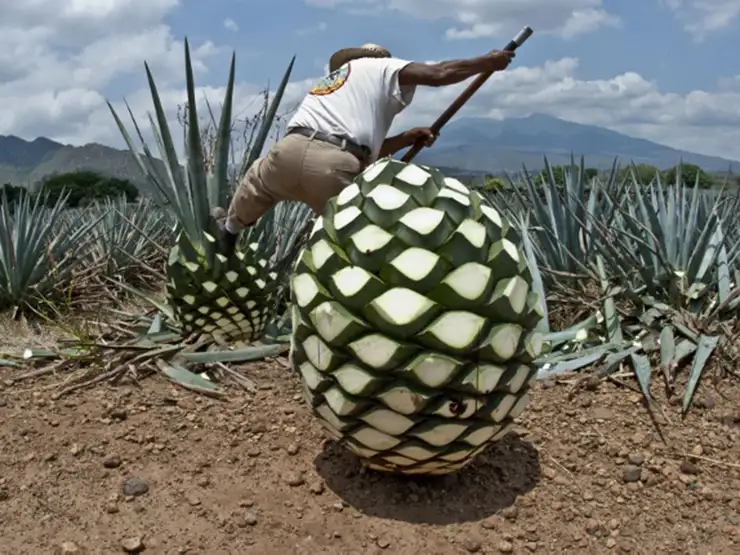 Don Julio 1942 Tequila 13 Nguyên liệu làm rượu tequila là cây thùa xanh