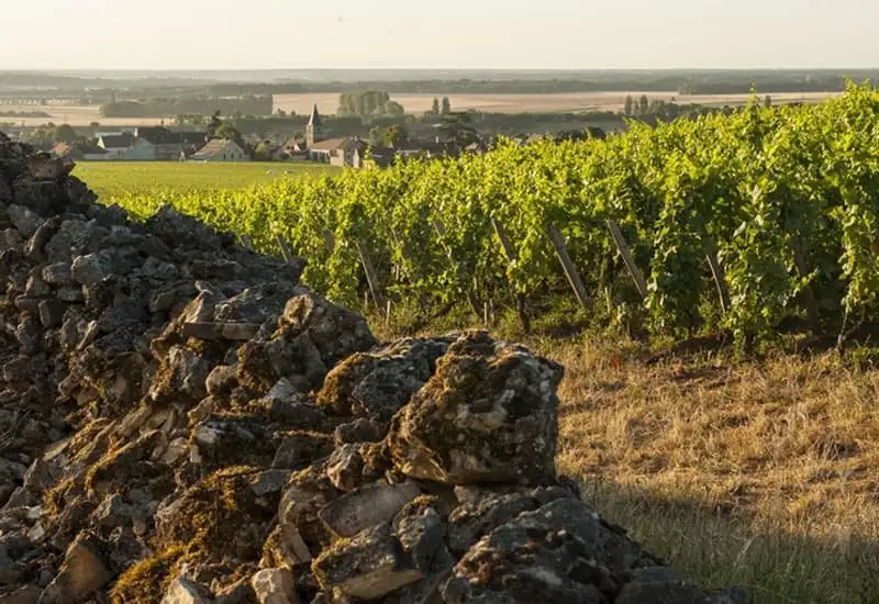 Henri Jayer Vosne Romanee Beaumonts 1988 10 Vườn nho Henri Jayer
