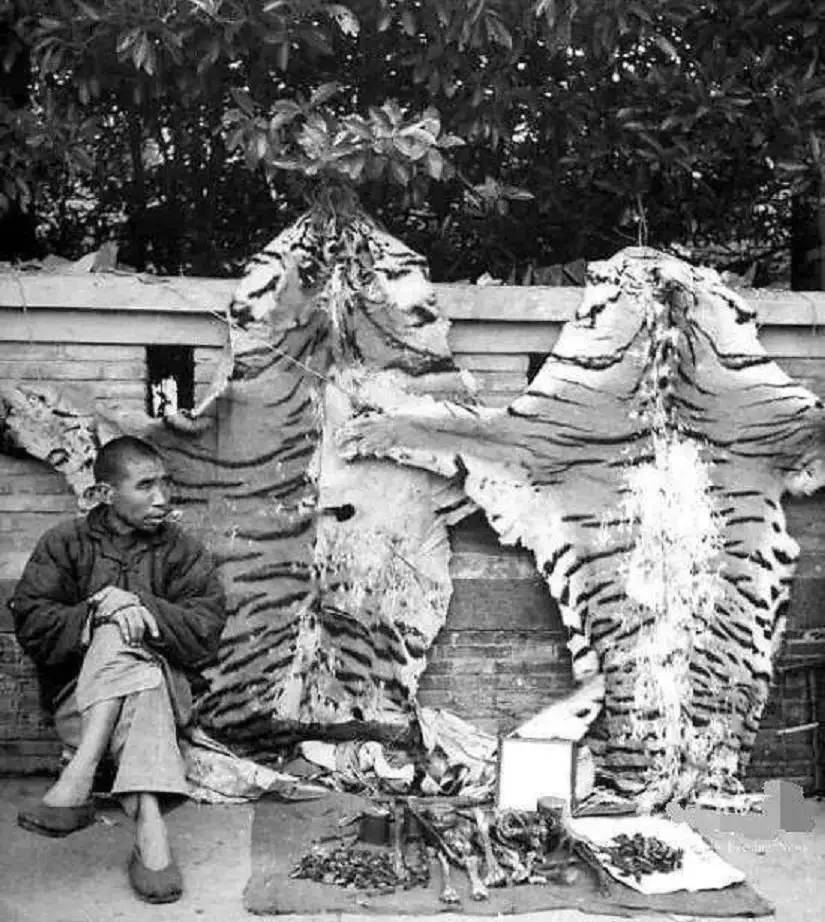 Người dân bán xương và da hổ thời nhà Thanh