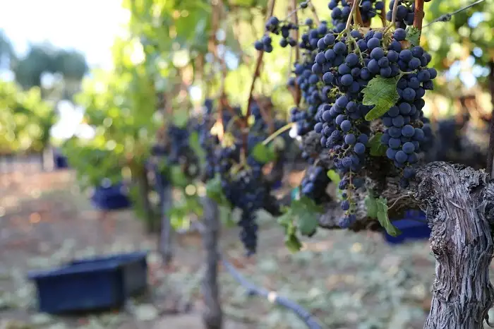 merlot-napa-valley