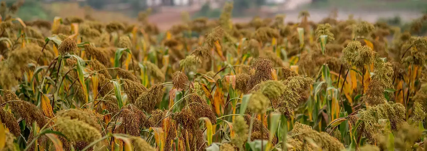 Huangjiu - Hoàng Tửu