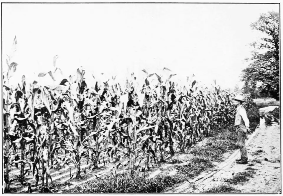 Four_course_of_corn_oats_wheat_and_hay