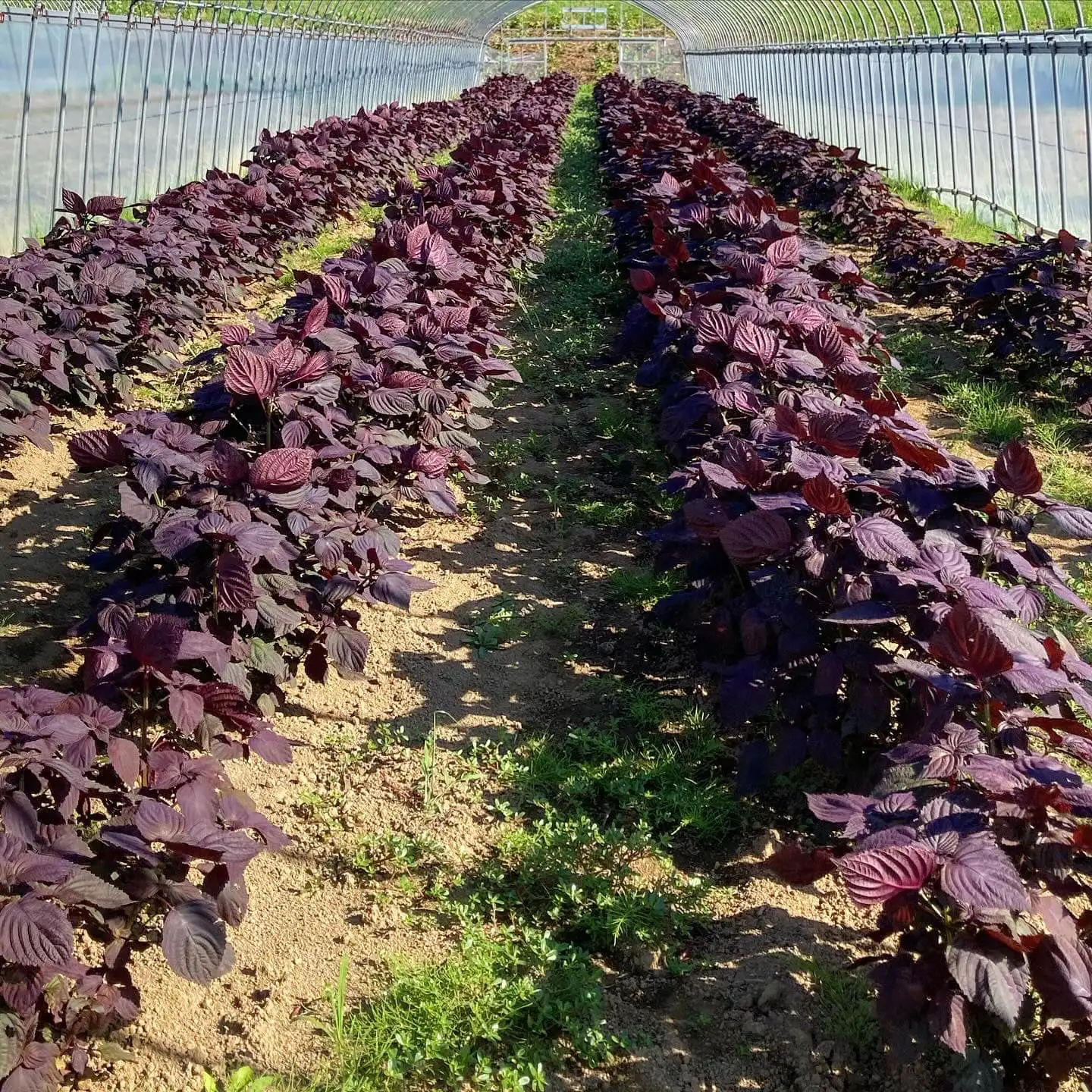 Limotiso là một giống tía tô đỏ đặc biệt có hương chanh (1)