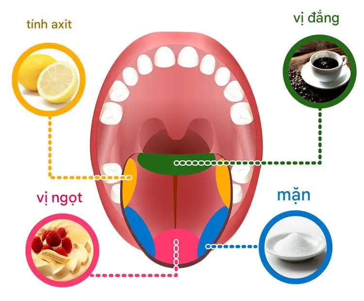 các phần khác nhau của lưỡi có thể cảm nhận được các vị khác nhau