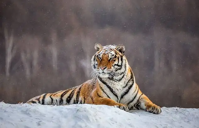 Rượu Cao Xương Hổ Đông Bắc (Dongbei hugu Jiu) 4 Ảnh tư liệu về một con hổ Siberia đang có nguy cơ tuyệt chủng