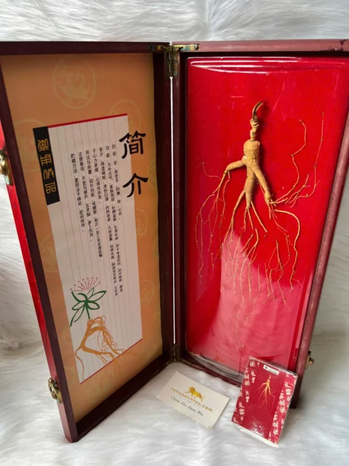 Nhân Sâm Núi Trường Bạch (1)