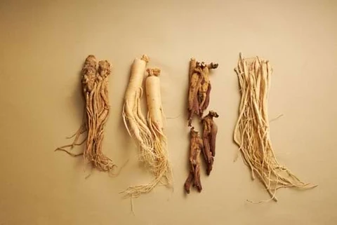 Nhân Sâm Núi Trường Bạch 7 ginseng-types